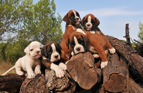 Cinque cuccioli pugile — Foto Stock