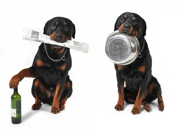 Dogs with objects — Stock Photo, Image