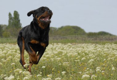 Running rottweiler clipart