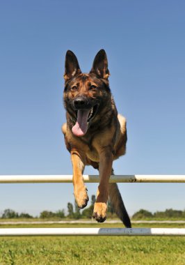 Jumping german shepherd clipart