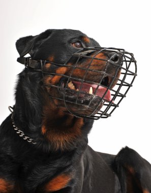Rottweiler with muzzle clipart