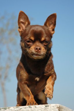 kahverengi chihuahua