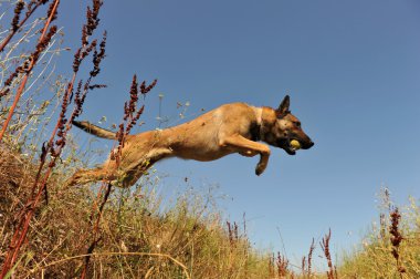 malinois atlama