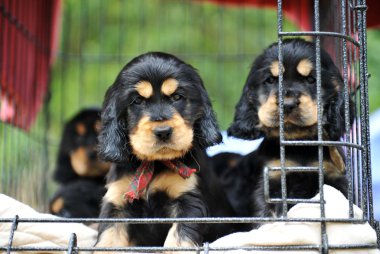 Puppies cockers spaniel clipart