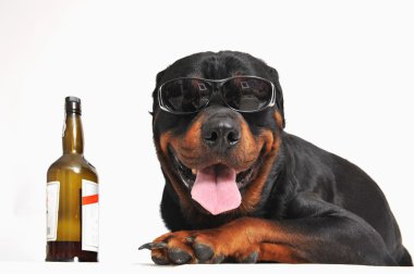 Rottweiler, alkol ve güneş gözlüğü