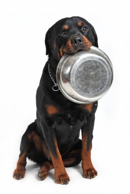 Hungry rottweiler clipart