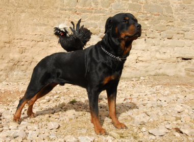 Rottweiler and miniature rooster clipart