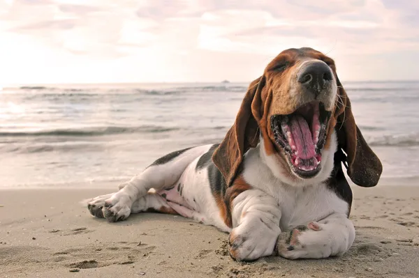 Yawning basset hound — Stock Photo, Image