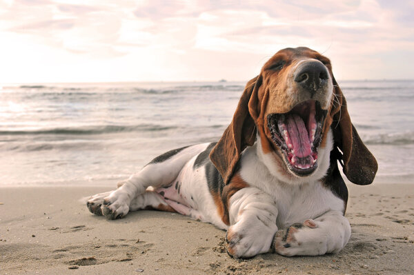 Yawning basset hound