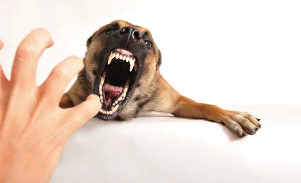 悪い犬 — ストック写真