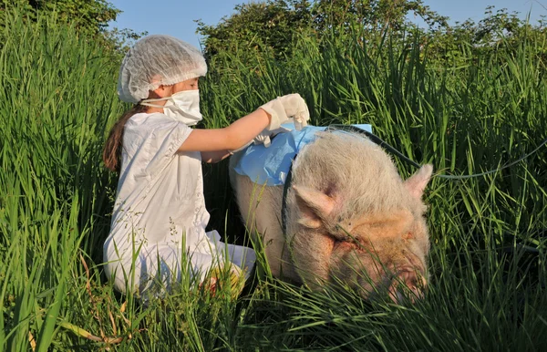 Gripe por influenza porcina — Foto de Stock
