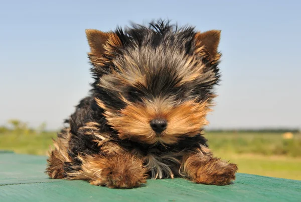 Cachorro yorkshire terrier — Foto de Stock