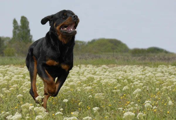 Running rottweiler — Stock Photo, Image