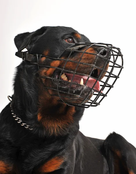 Rottweiler with muzzle — Stock Photo, Image