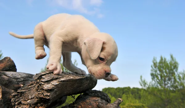 Witte pup bokser — Stockfoto