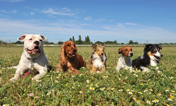 5 匹の犬 — ストック写真