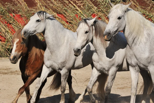Paarden en pony — Stockfoto
