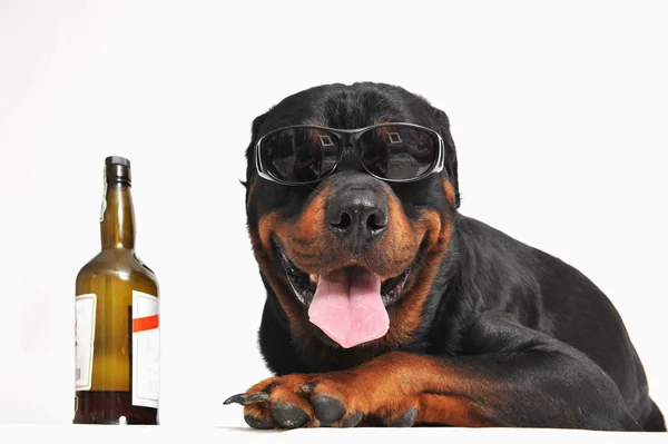 Rottweiler, alcohol y gafas de sol —  Fotos de Stock