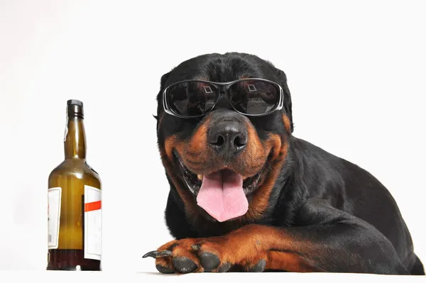 stock image Rottweiler, alcohol and sunglasses