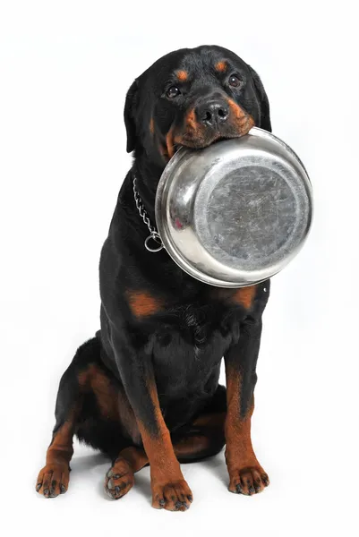 stock image Hungry rottweiler