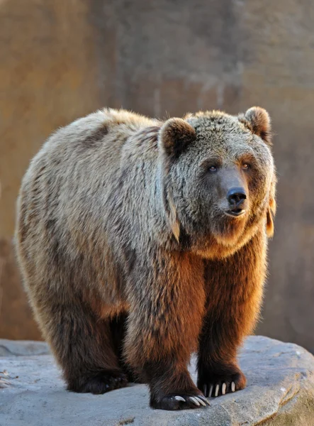 Retrato de oso pardo — Foto de Stock