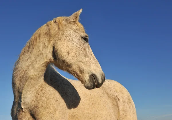 Camargue konia — Zdjęcie stockowe
