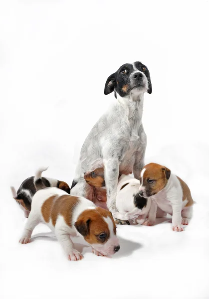 Moeder en puppies jack russel terrier — Stockfoto