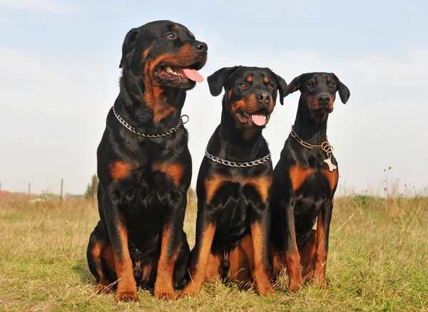 Drei Wachhunde — Stockfoto