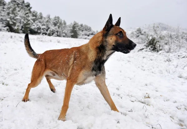 Malinois in the snow — Stock Photo, Image