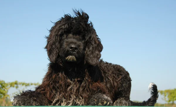 Cucciolo portoghese cane da acqua — Foto Stock