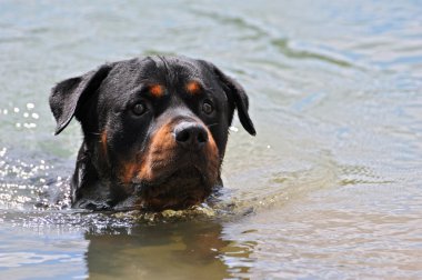 Yüzme rottweiler