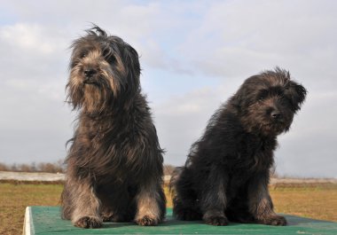 Fransız çoban köpek ve köpek yavrusu