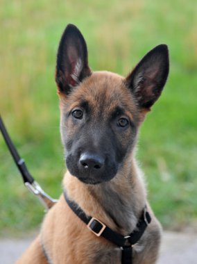 Puppy malinois clipart