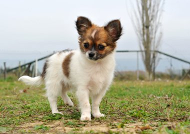 köpek chihuahua