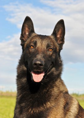 Belgian shepherd malinois clipart