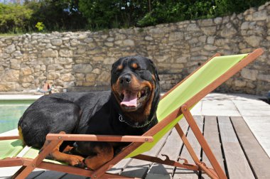 Rottweiler bir transat üzerinde