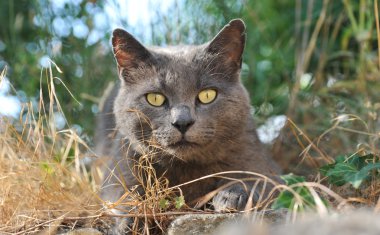 Chartreux cat clipart