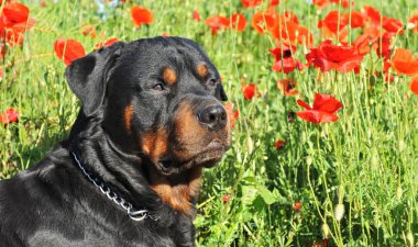 Rottweiler in poppies clipart