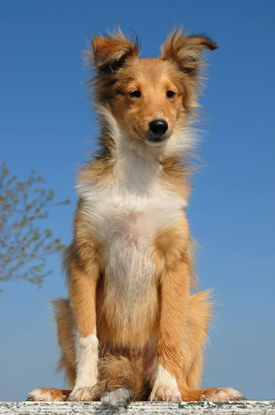 Cachorro shetland pastor — Foto de Stock