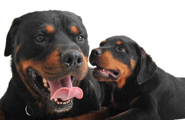 Dwa Rottweilery — Zdjęcie stockowe