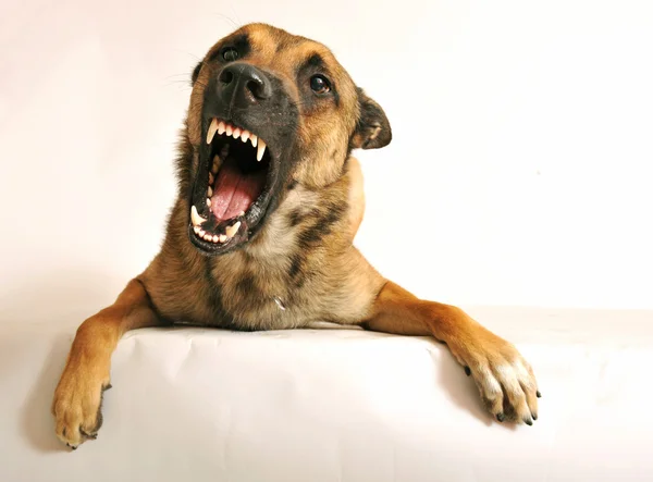 Aggressiv hund — Stockfoto