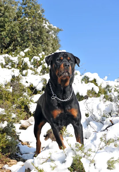 Rottweiler in the snow — Stock Photo, Image