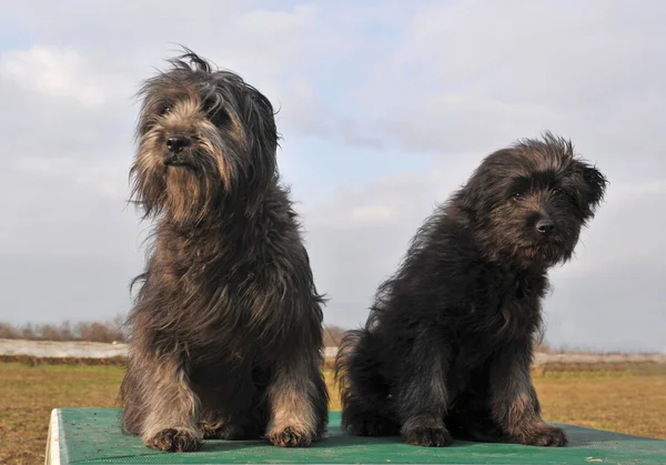 フランス語羊飼いの犬と子犬 — ストック写真