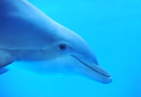 Дельфін — стокове фото