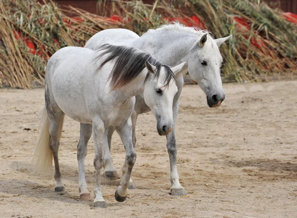 Две белые лошади — стоковое фото