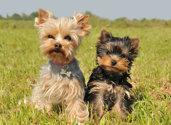 Yorkshire terrier ve köpek yavrusu — Stok fotoğraf