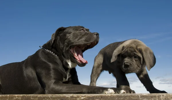 Italian mastiff mother and puppy — Stockfoto
