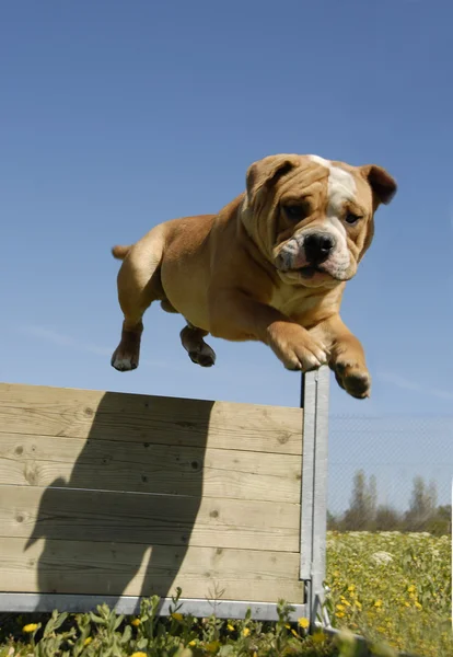 Jumping bulldog — Stock Photo, Image