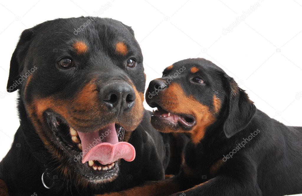 Two rottweilers