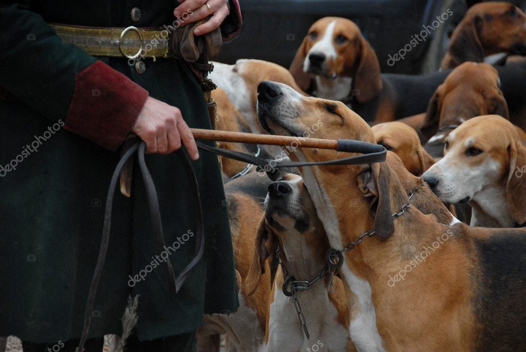 Fox Hunting Stock Photo Cynoclub 1859009   Depositphotos 1859009 Stock Photo Fox Hunting 